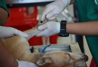 Domyown  5 Dog care Product Every Dog Owner Should  Have